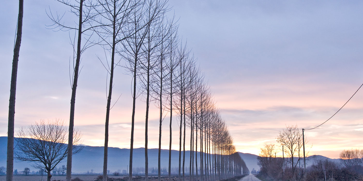 Trees